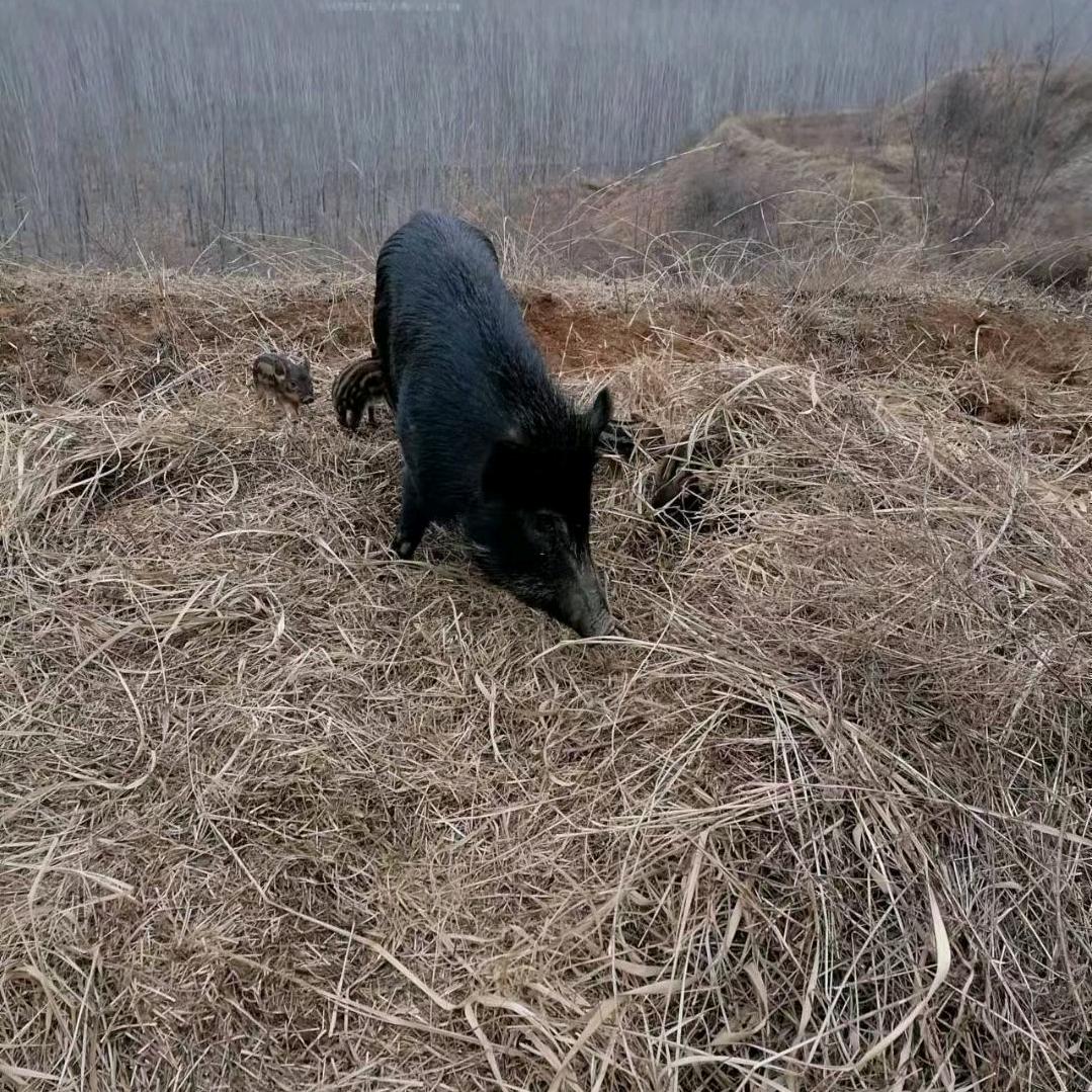 胖宇绿色生态散养