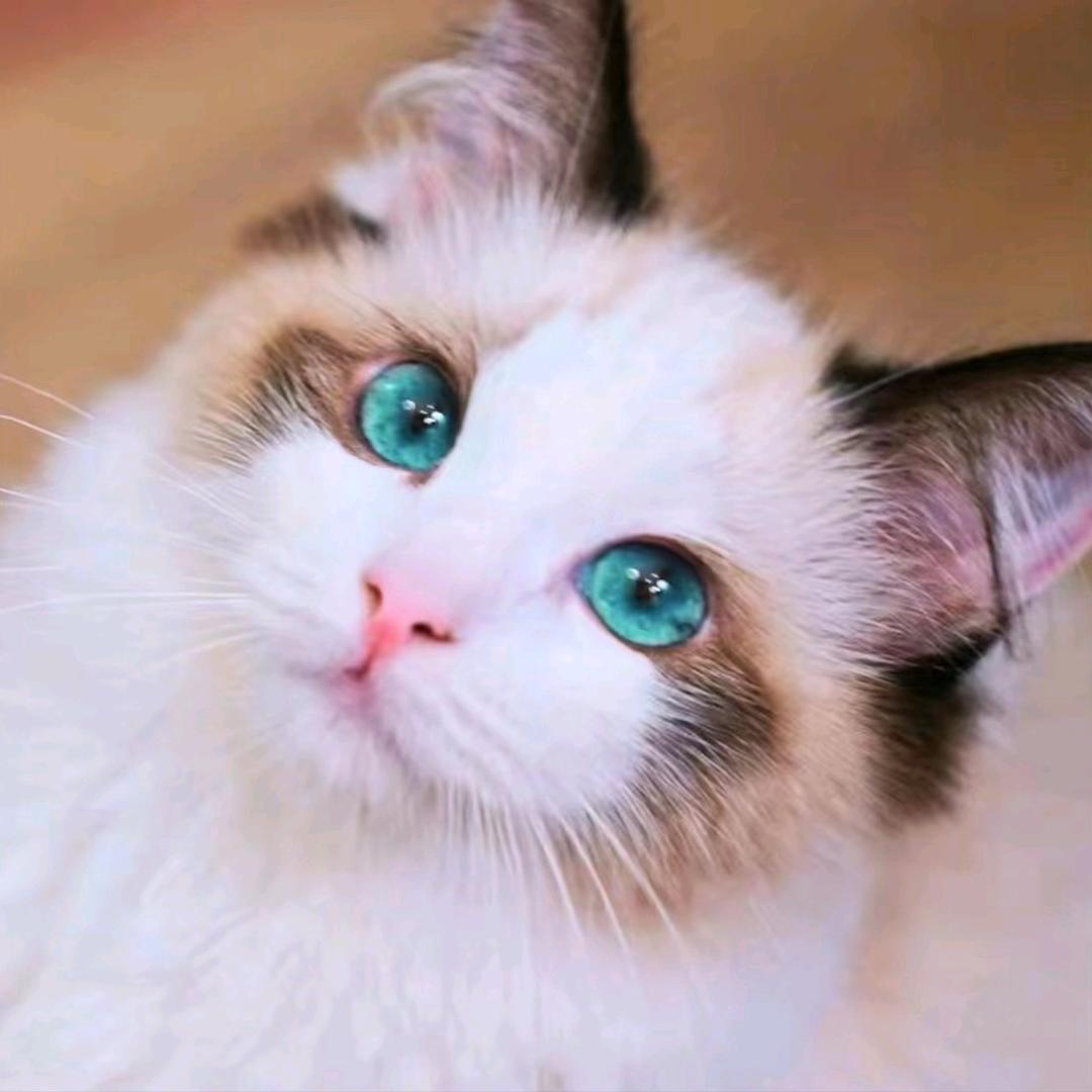 沐家养的猫