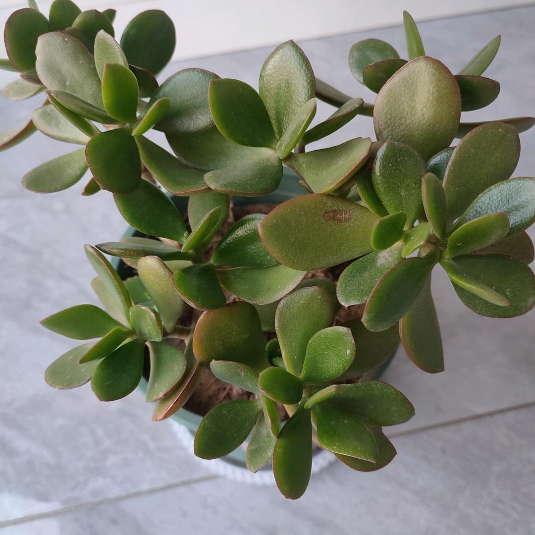 跳跳好物推荐