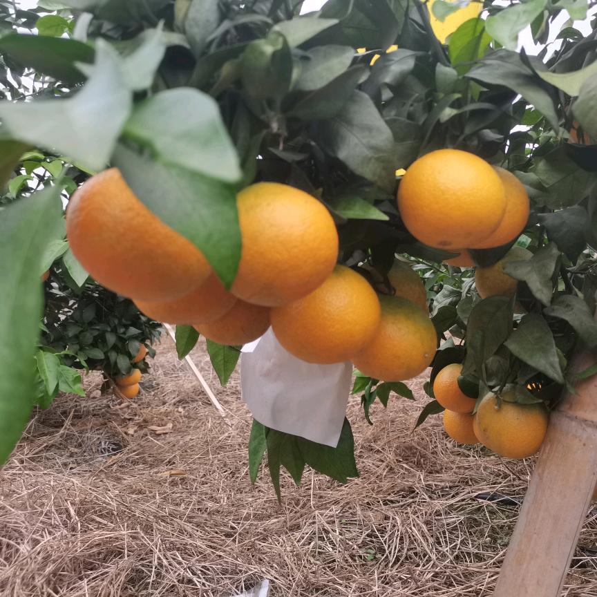 道县周杨柑橘种植农民专业合作社