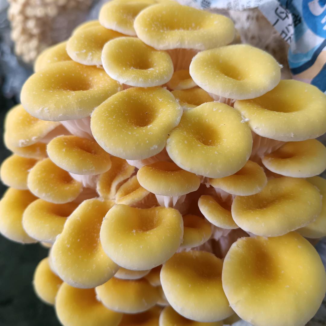 佳盛生态农业