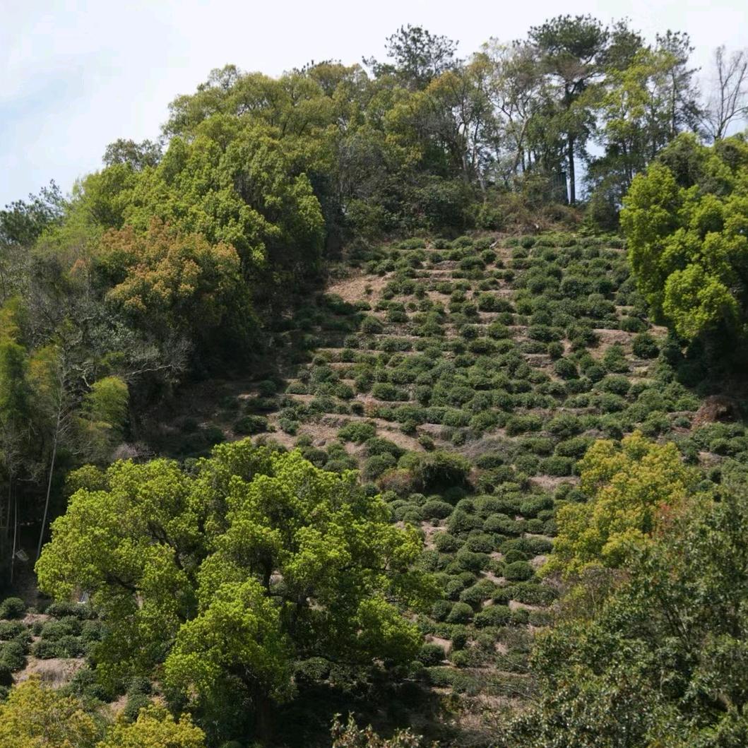泉州善禾堂茶业