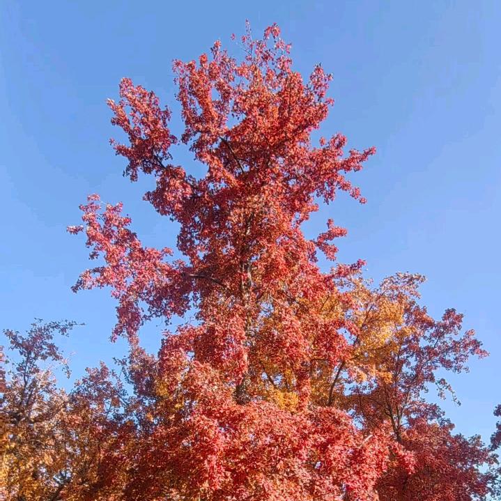 : : ℳঞ柠檬🌿💕