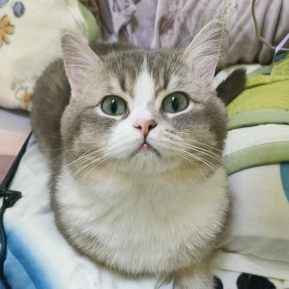灰坨坨