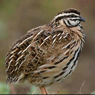 悦腾宠物综合小铺