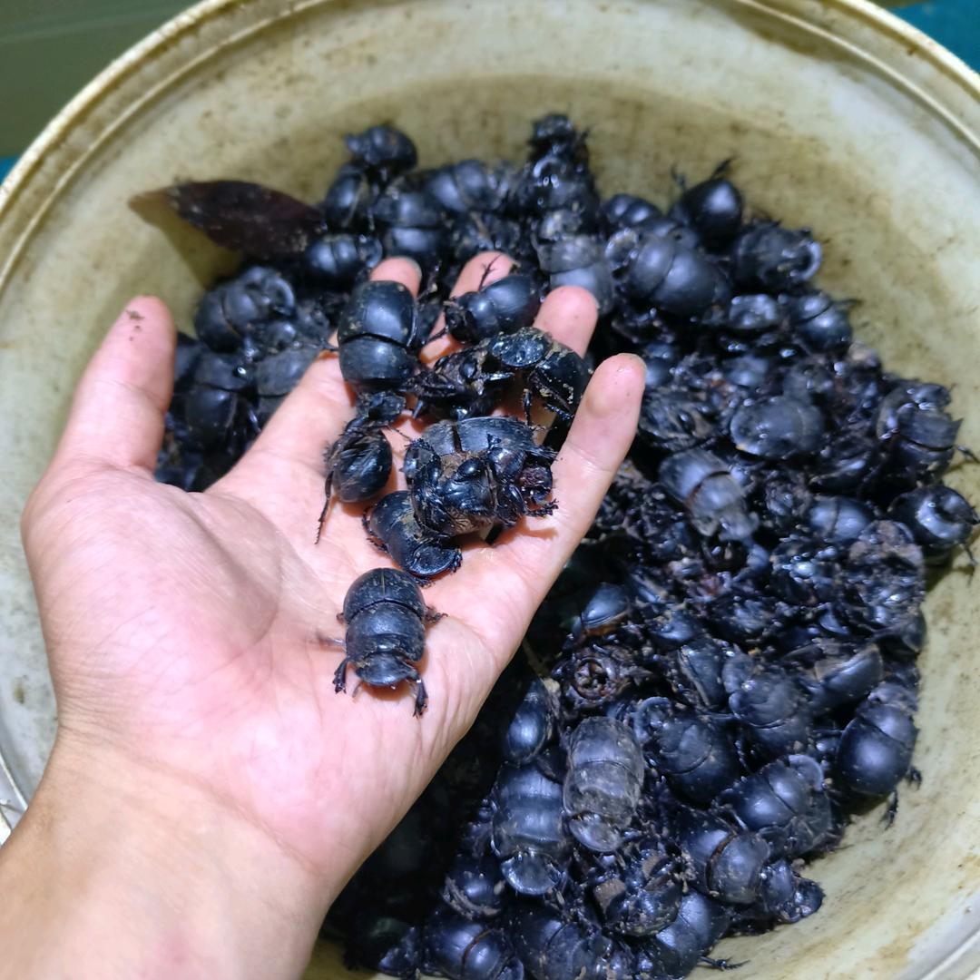 伯乐三农种植