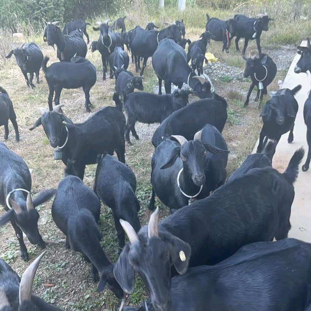 批发羊肉和零售