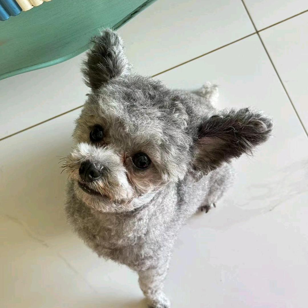 小马哥