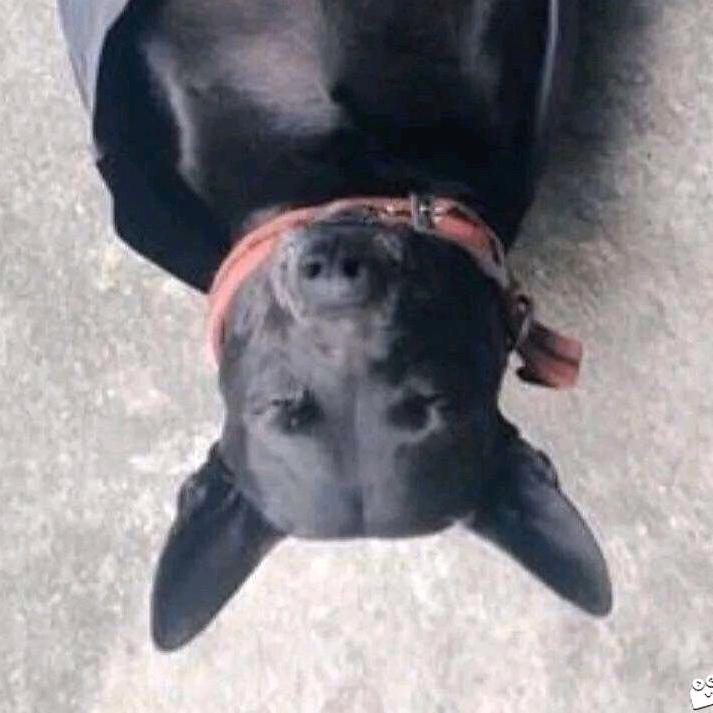 笑哭了(҂ ꒦ິヮ꒦ິ)