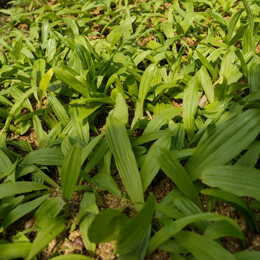 冰球子种苗繁育基地