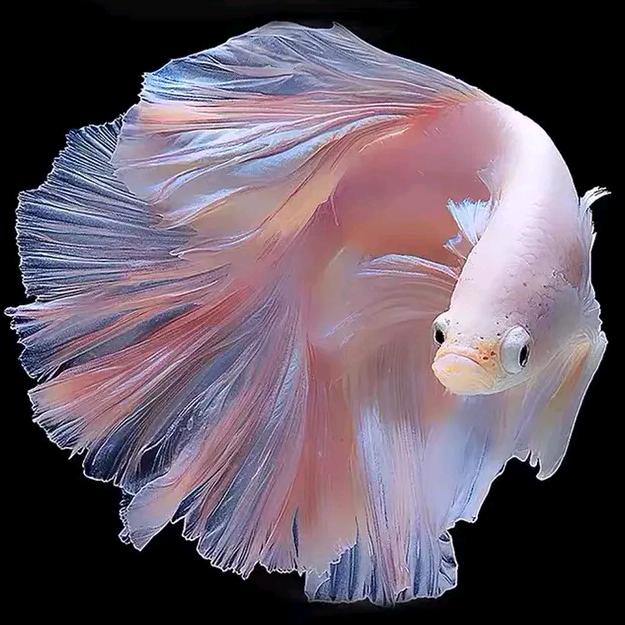 精品泰斗阁水族馆