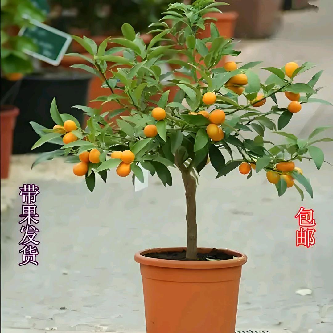 曼花卿花卉果树苗木专卖店