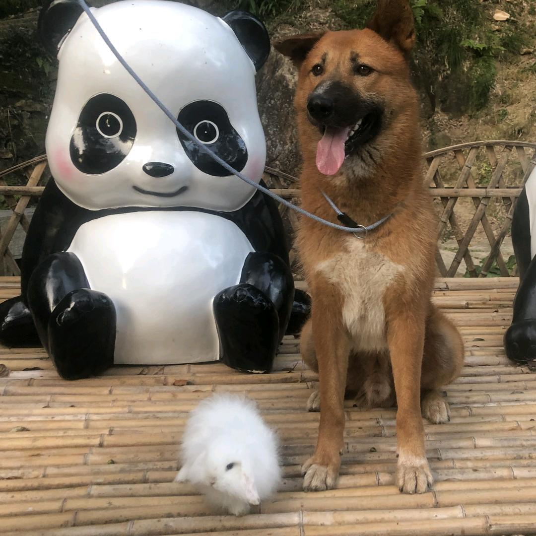 是馒头呀
