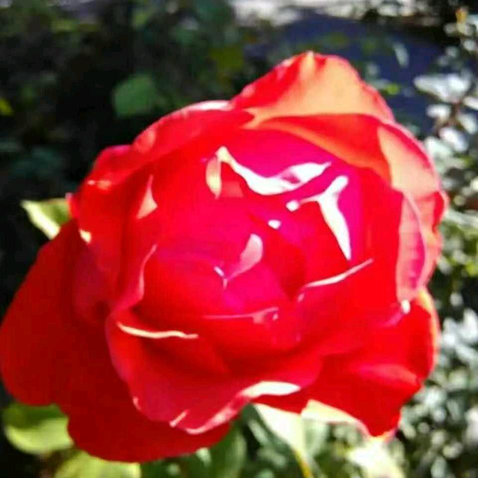 红玫瑰之花