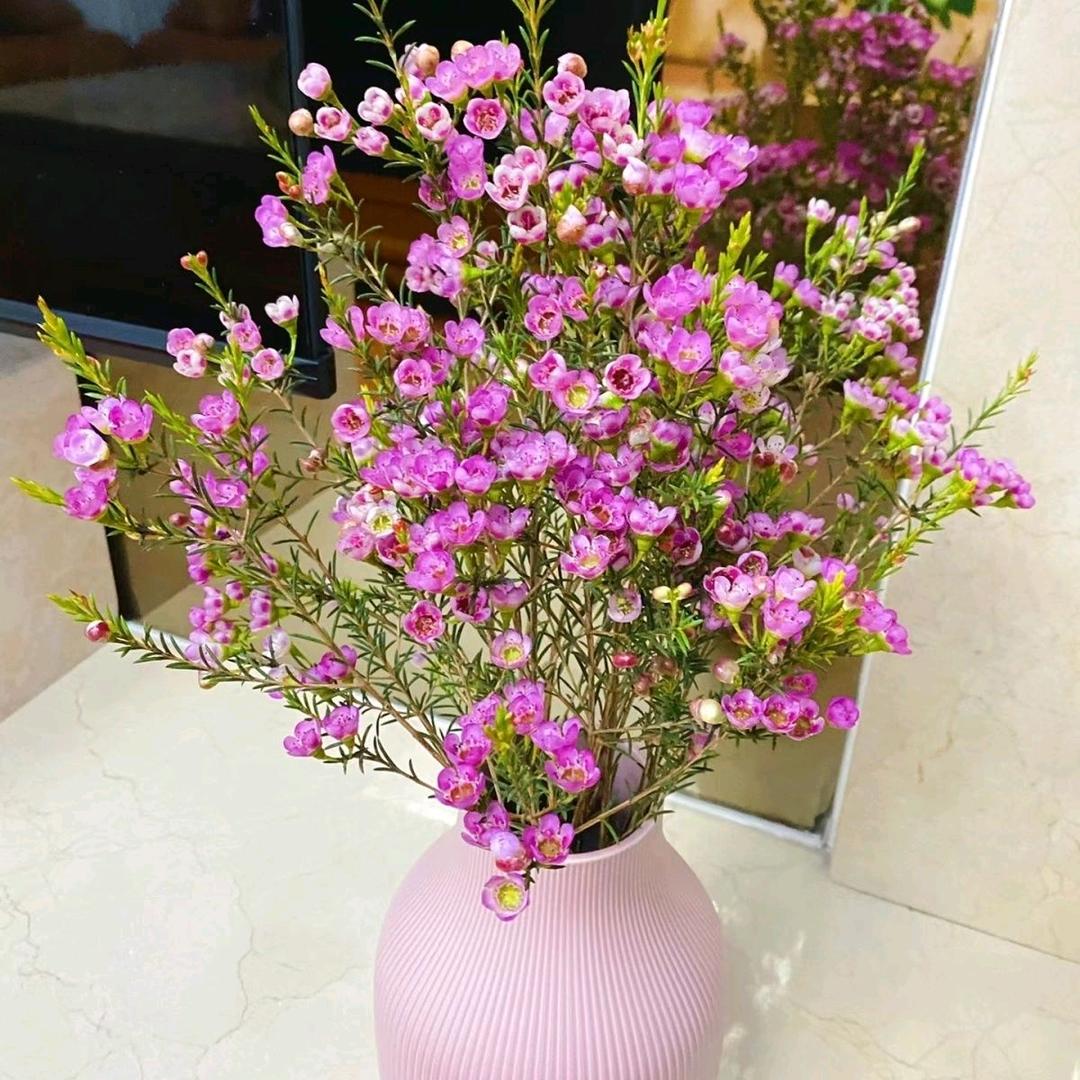 满天星的小花屋