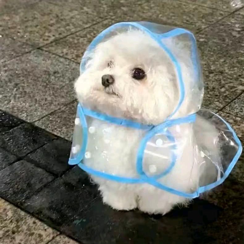 偷室友摇裤🤫