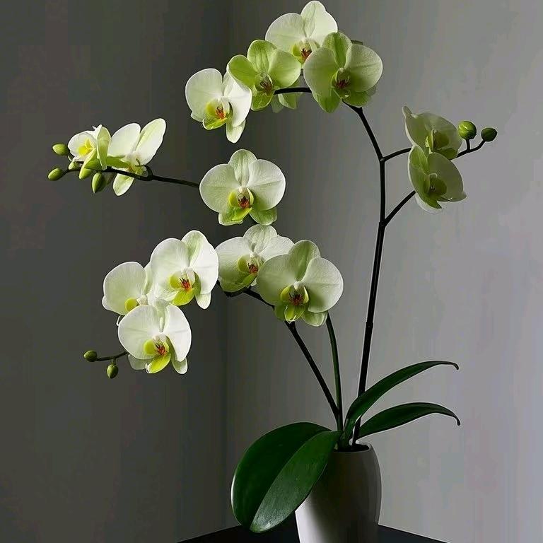 茶颜悦色