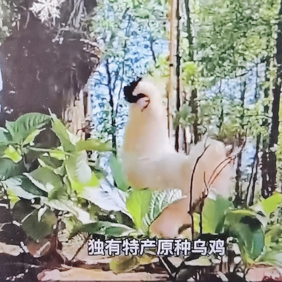 新驼杭州新驼电子商务有限公司专卖店