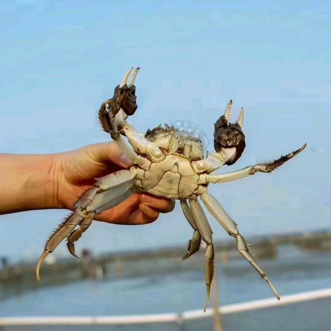 蟹🦀老板不用谢🦞