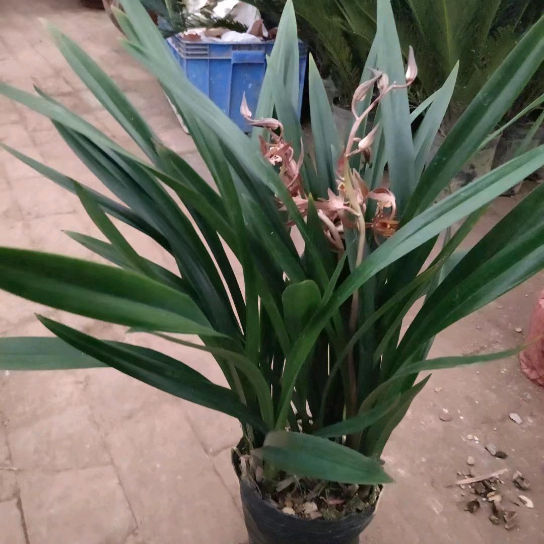 花的世界