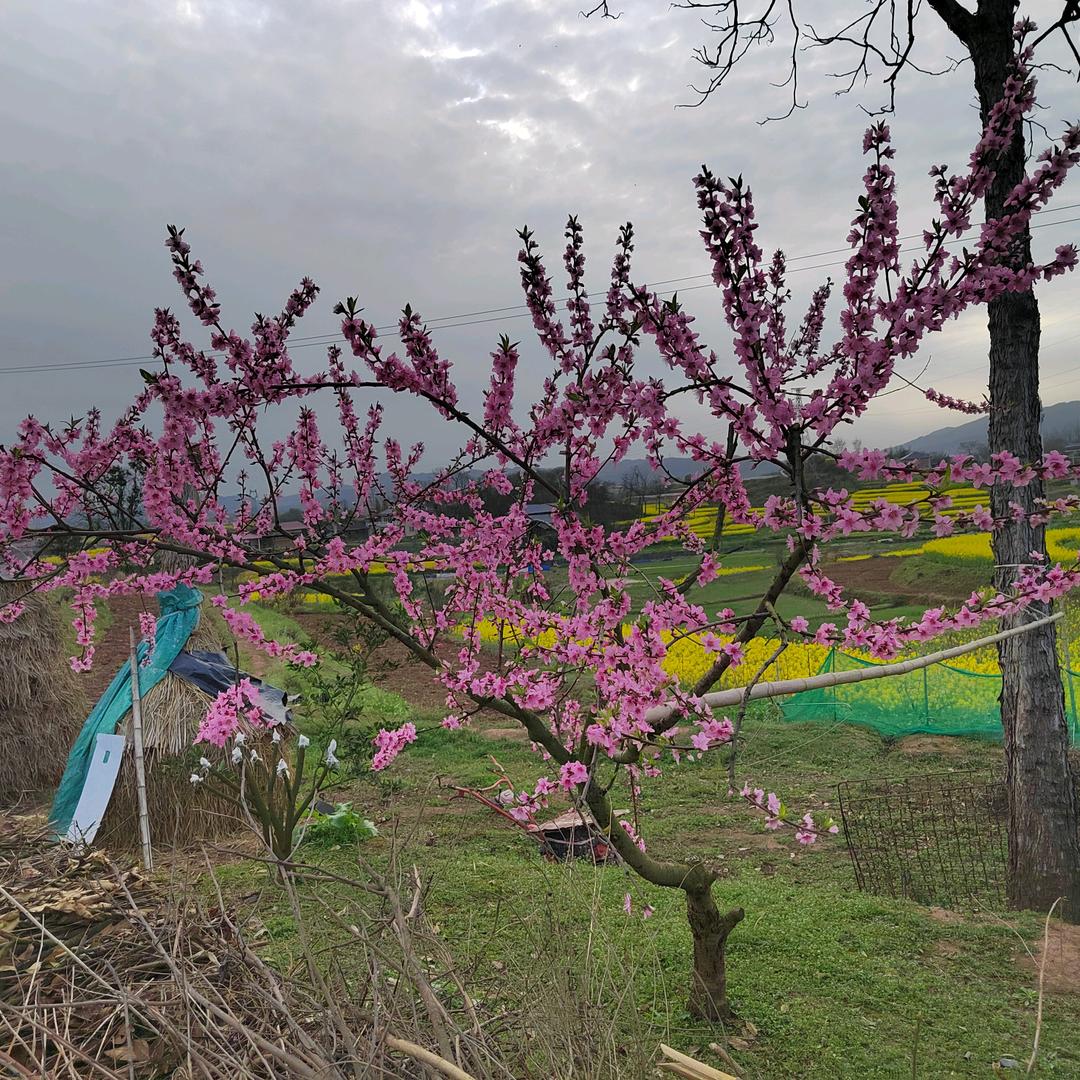 芷江台联检测站