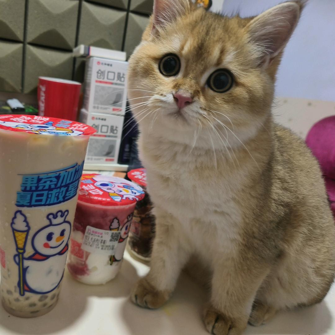 可乐是只肥猫