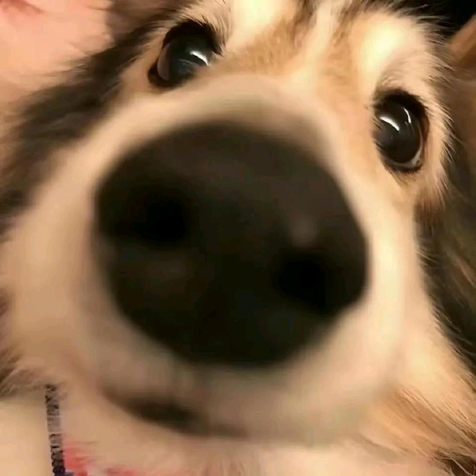 塔菲