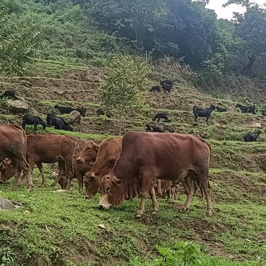 小蔡生态🐮🐏养殖