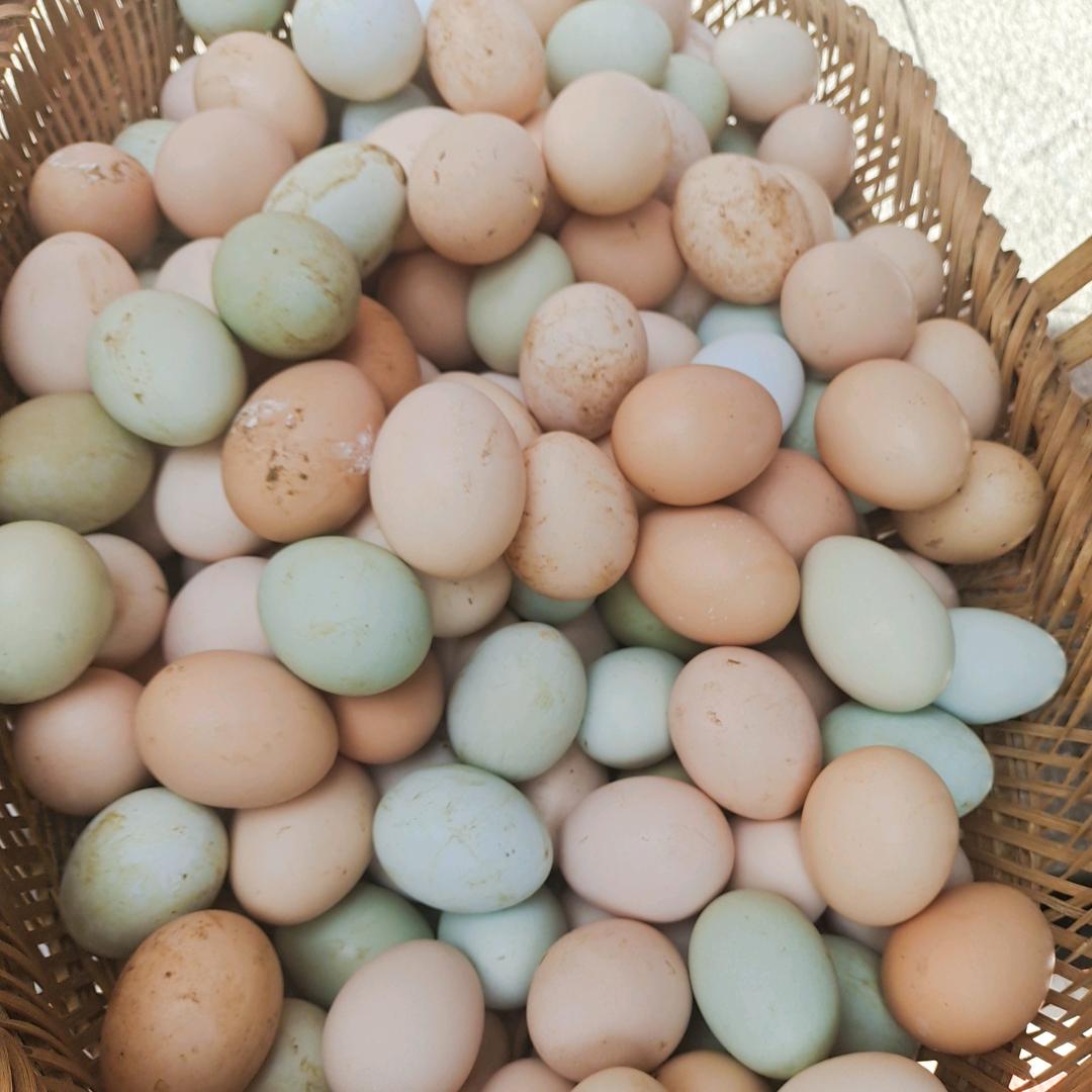 小糖罐土鸡蛋（基地直供）
