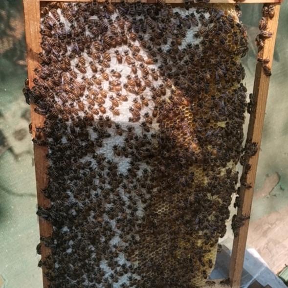 ༄༄华山李氏（土蜜蜂）༄༄