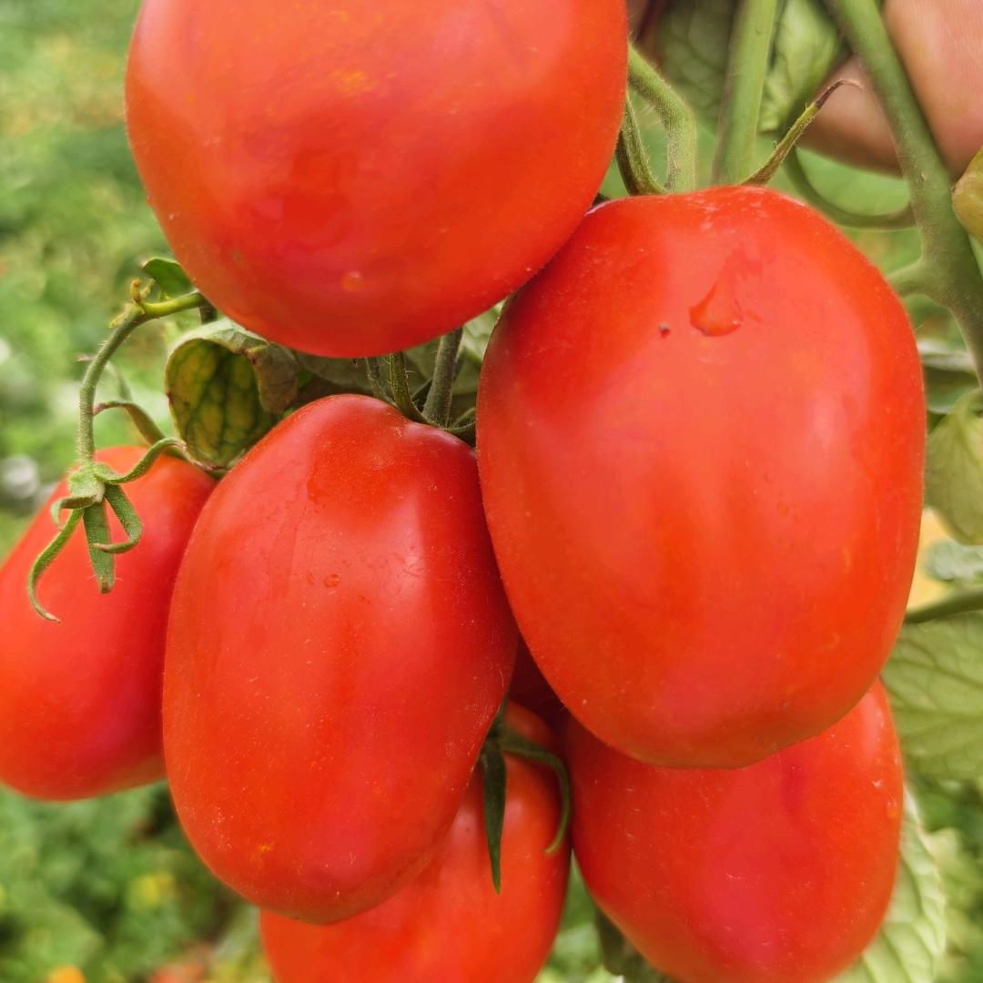 新疆好番茄🍅🍅