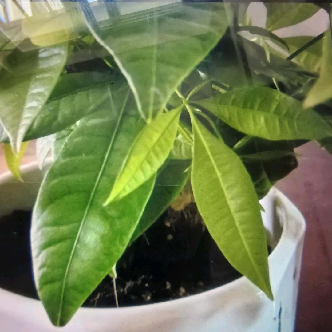 知足無忧，心常乐。