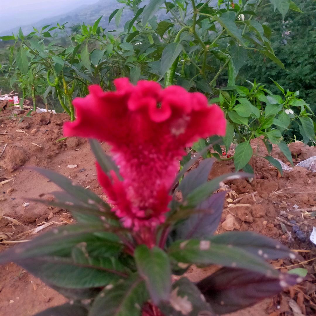 一( っ'-')╮ =͟͟͞͞🏀帆风顺