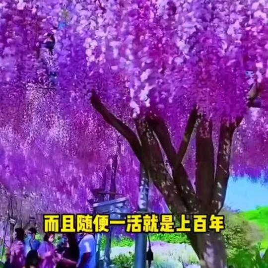 朋友我是北京人头像