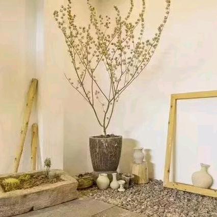 𝓓𝓮一个小盆栽.ᯤ⁶ᴳ⁺