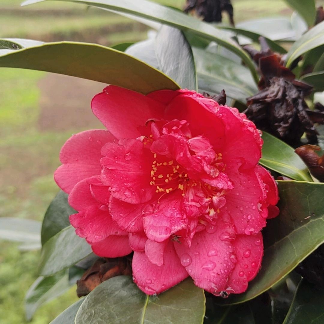 问世间情为何物，能让人生死相谁。