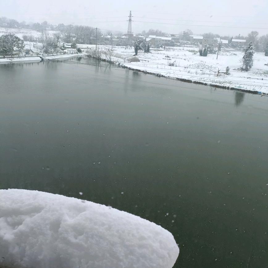 雪迎春