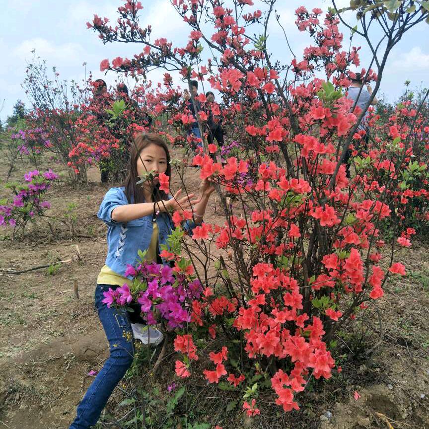 杨杨@
