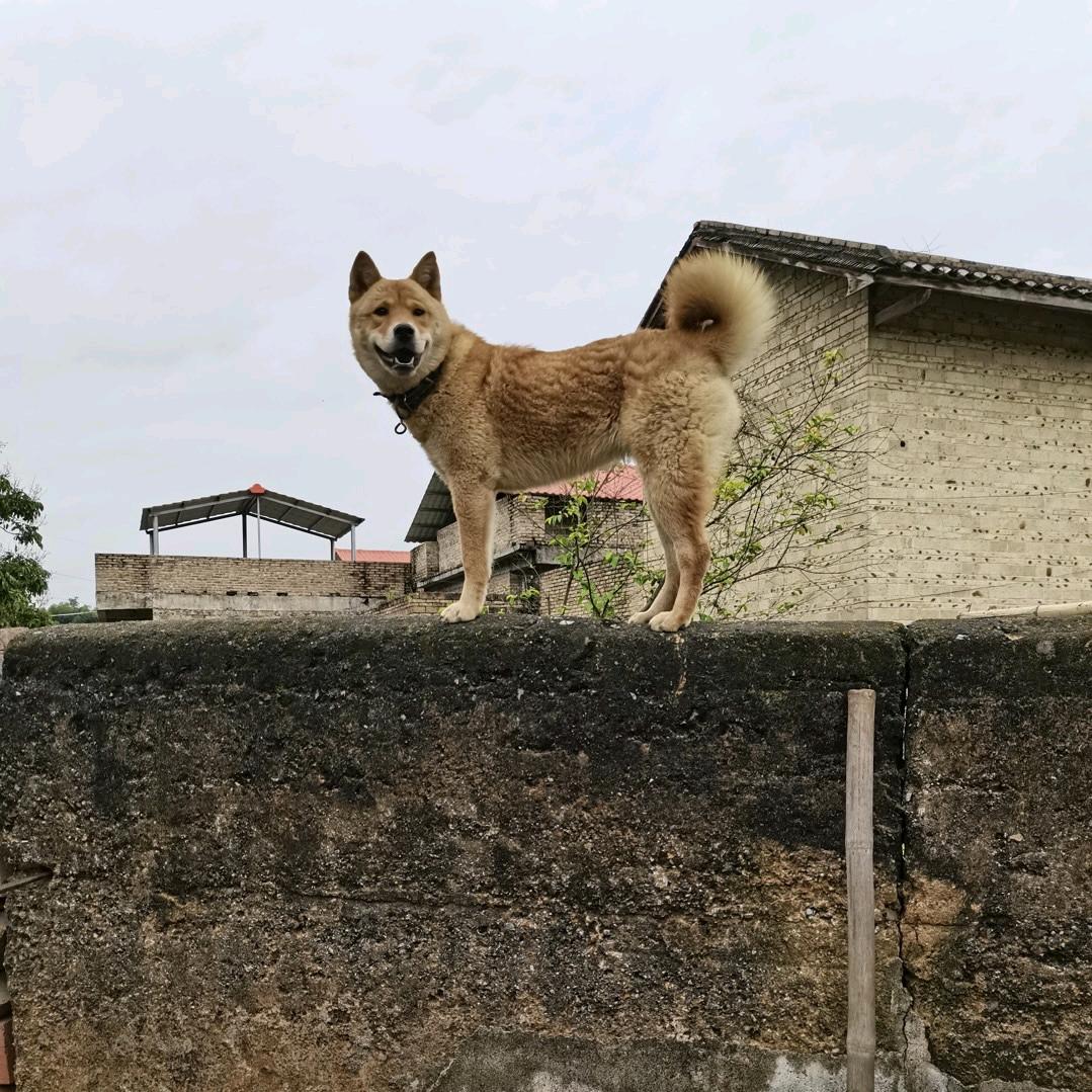 安徽六安保育田园犬（自繁自育）