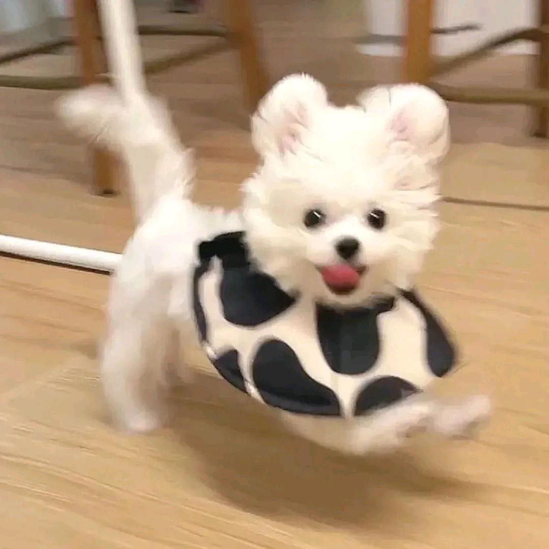 轩墨