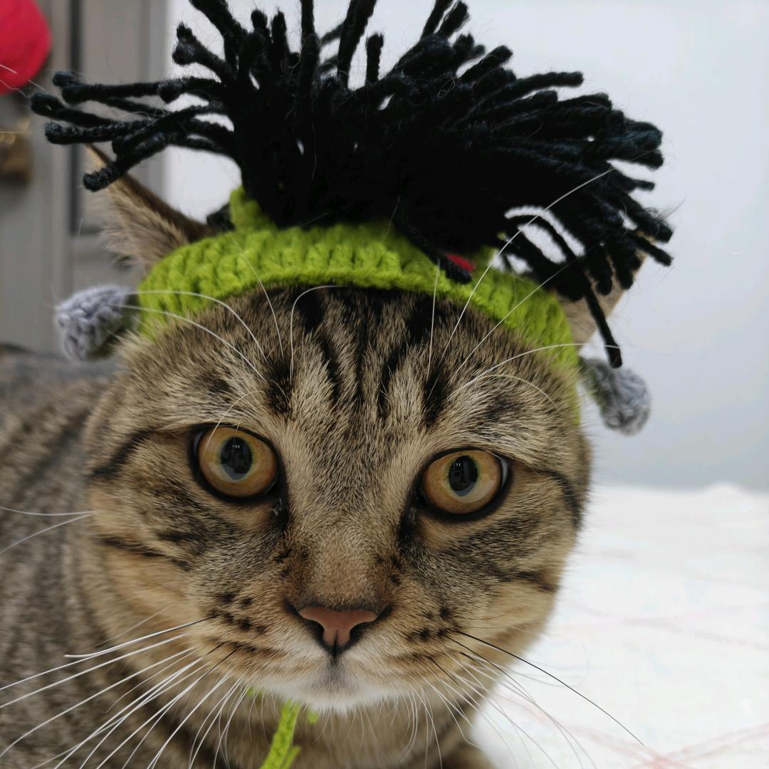 扳子是只狸花猫🐱