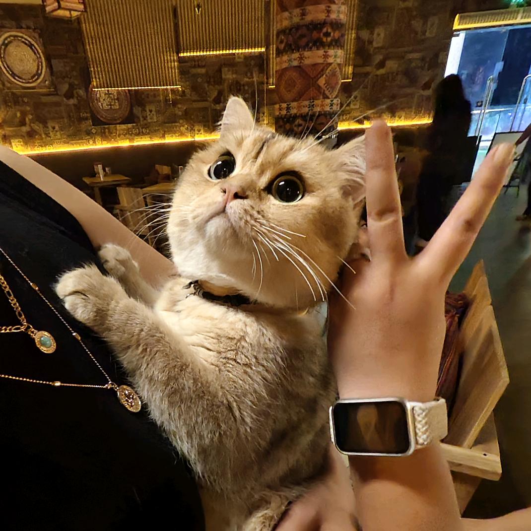 🧊荔枝💭汽泡水