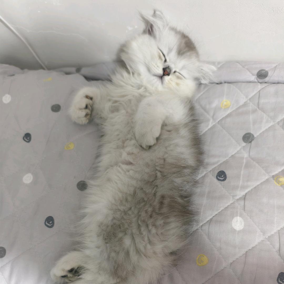 Iin