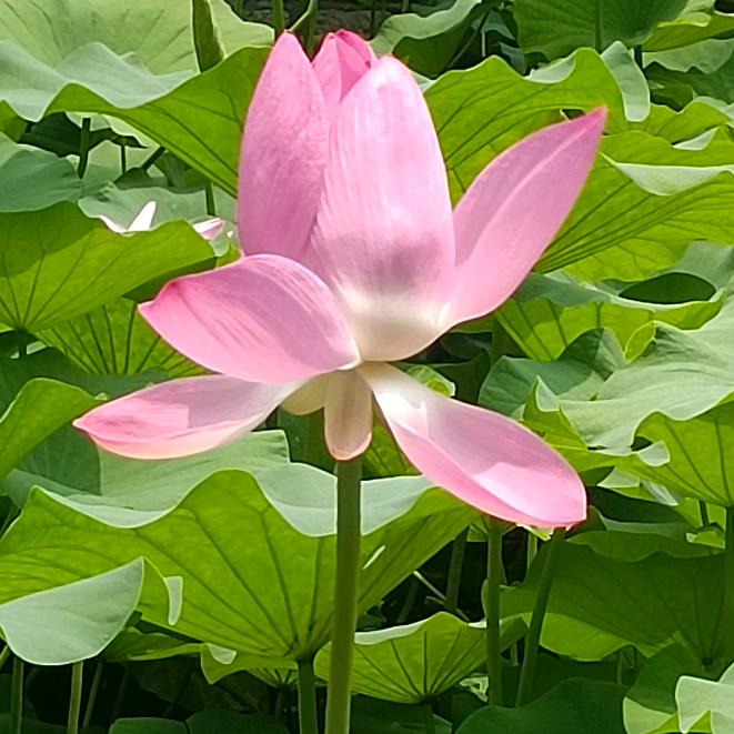 长风深谷