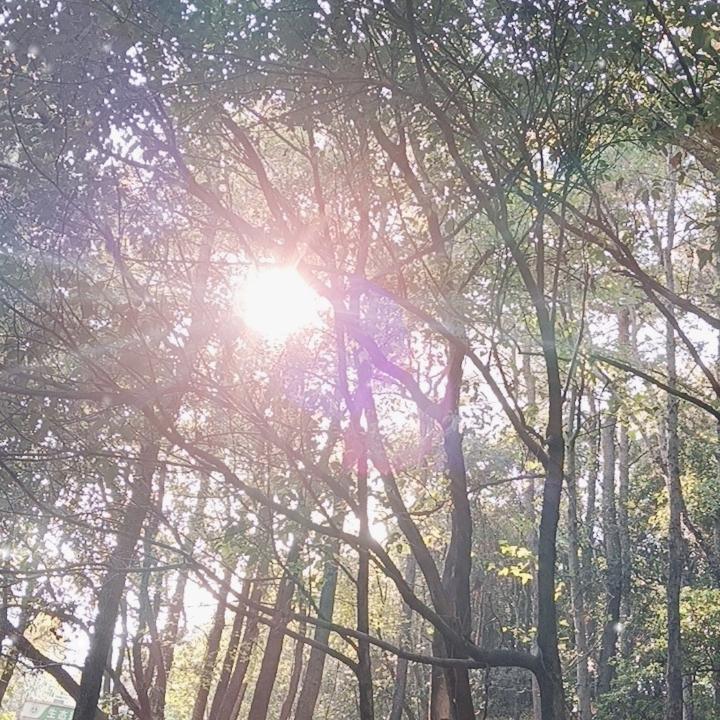 黎树繁华，杨轻拂！