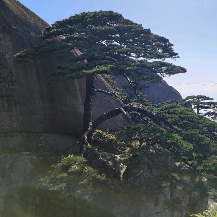 一路向杨