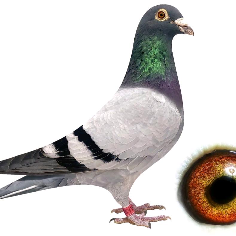 鸽子养殖管家无抗养鸽