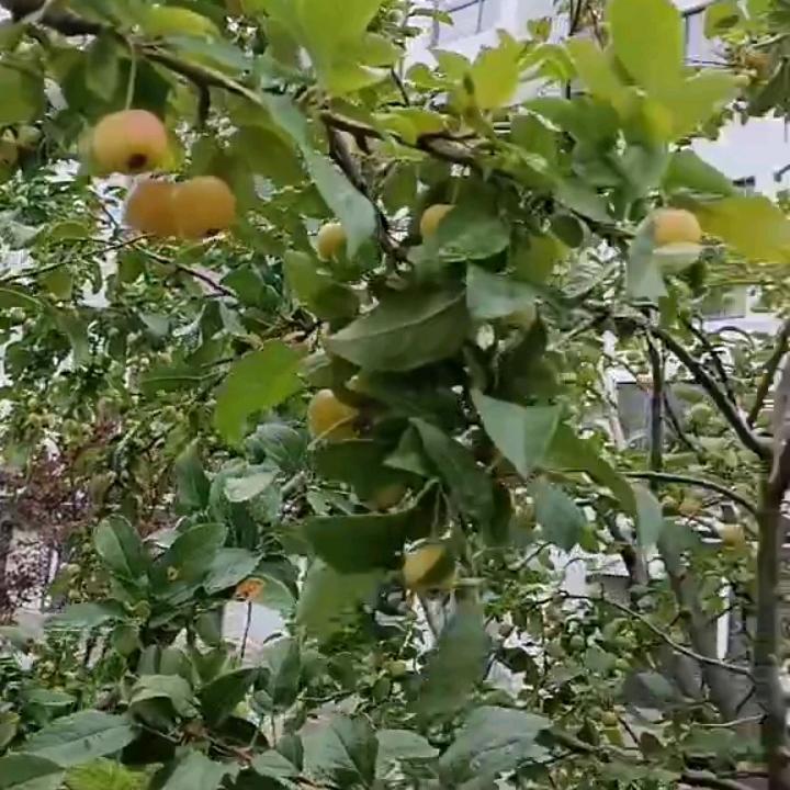 九月