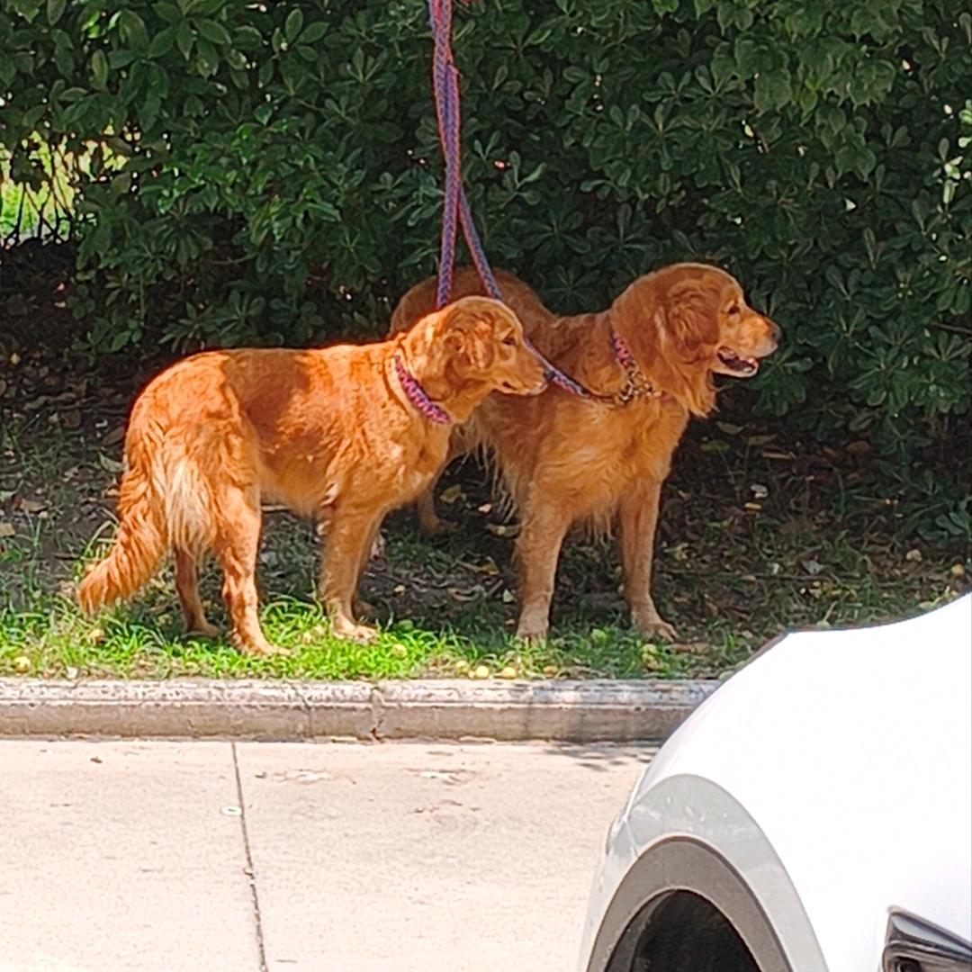 金毛狮王，，，，，，，