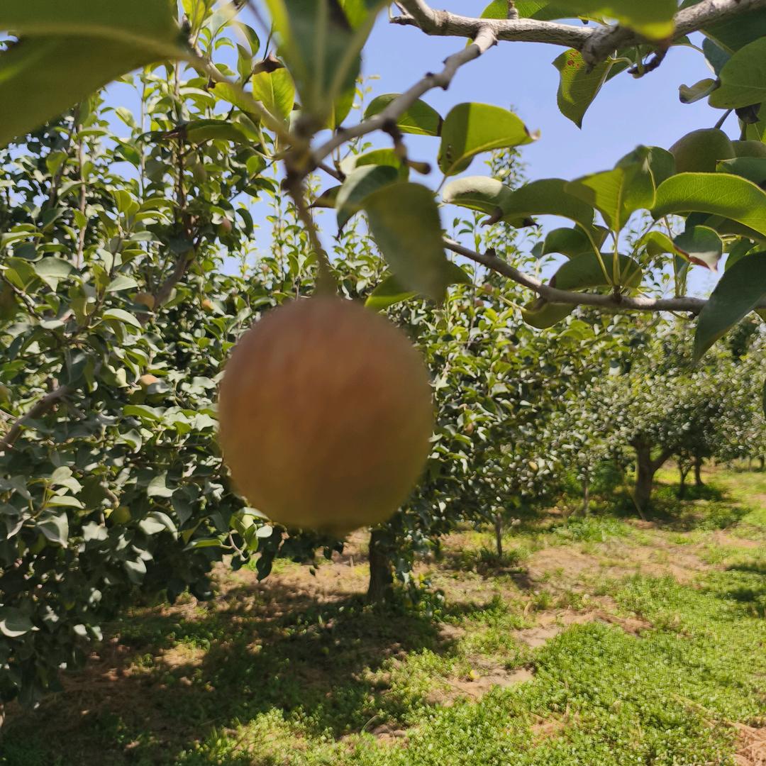 启勇新疆干果直发